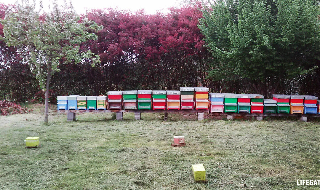 JAGGAER adotta le api di “Bee my Future” e festeggia la Giornata Mondiale dell’Ambiente
