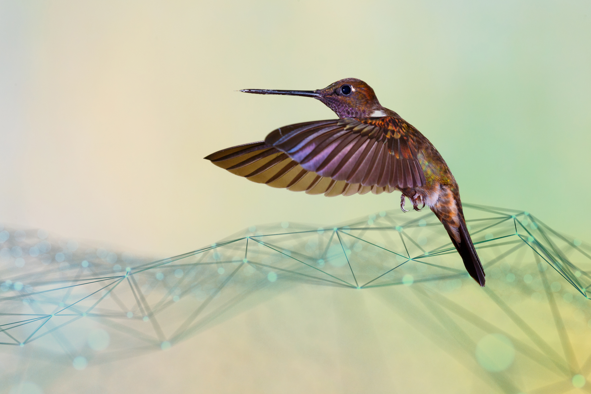 The Future of Agile Procurement